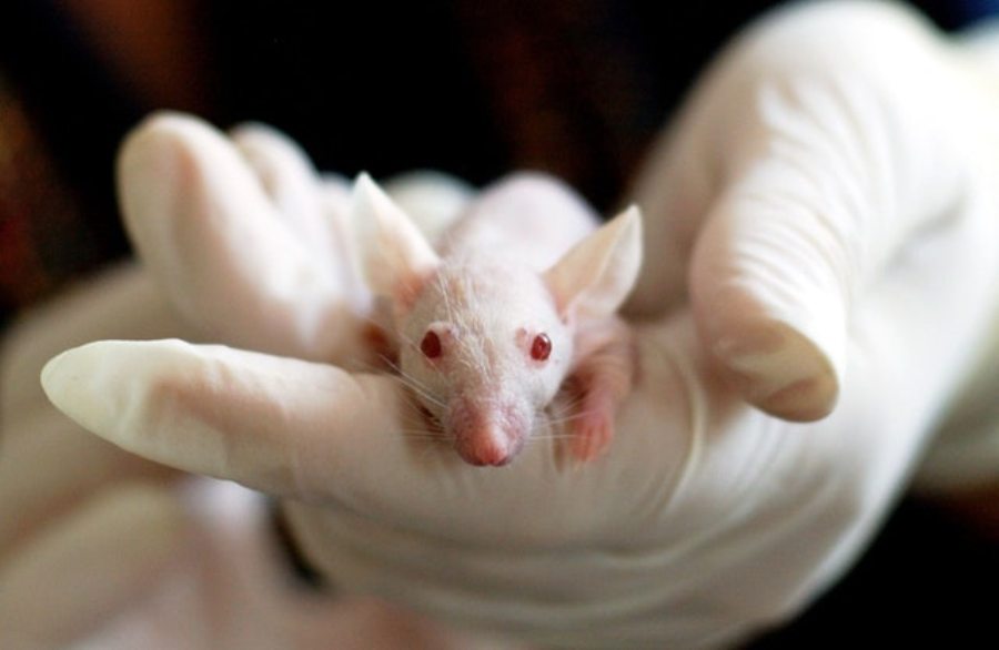 آینده روشن پیوند کلیه با آزمایش موفق رشد این ارگان در موش