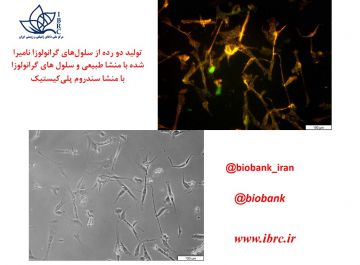 تولید 2 رده سلول های گرانولوزا به همت محققان ایرانی