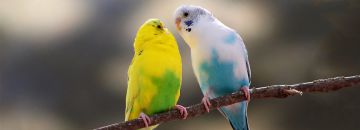 راهنمای کامل نگهداری از مرغ عشق